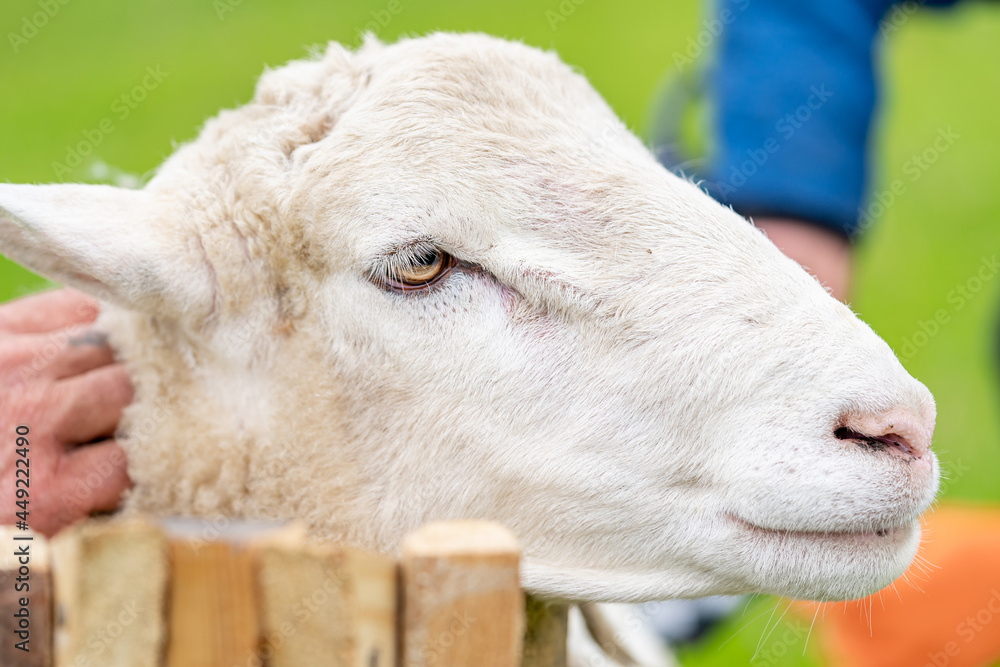 春季剪毛动物。共享绵羊的特写。
