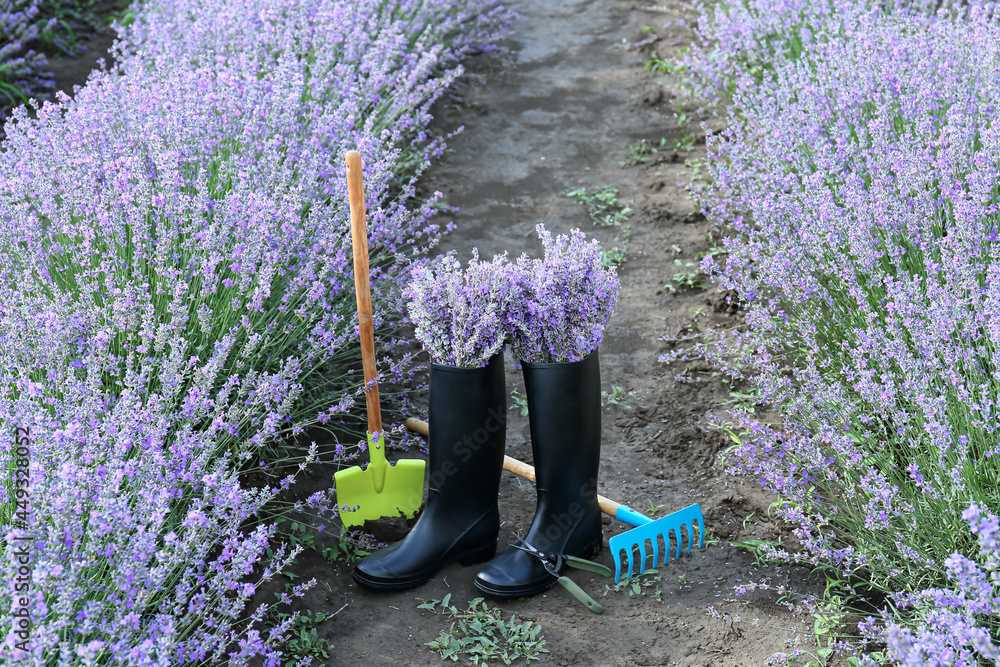 带薰衣草花的橡胶靴和田间园艺工具