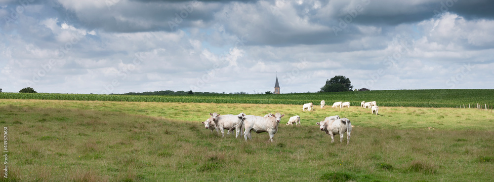法国沙勒维尔附近法国阿登纳的奶牛