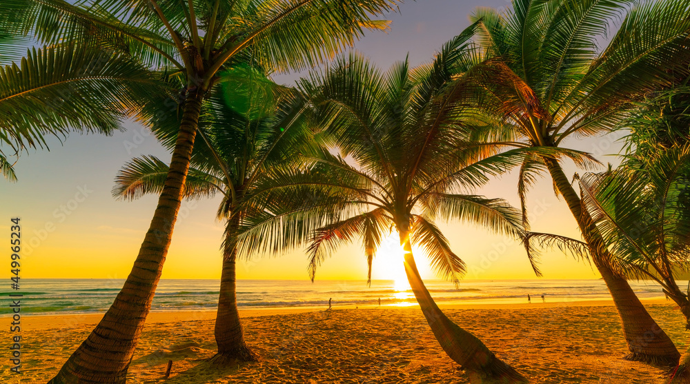 日落或日出时海滩上的椰子树剪影海上天空令人惊叹的自然色彩