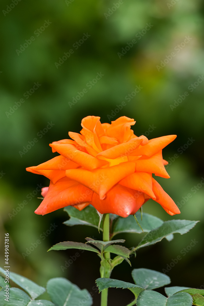 花园里花坛上美丽的橙色玫瑰