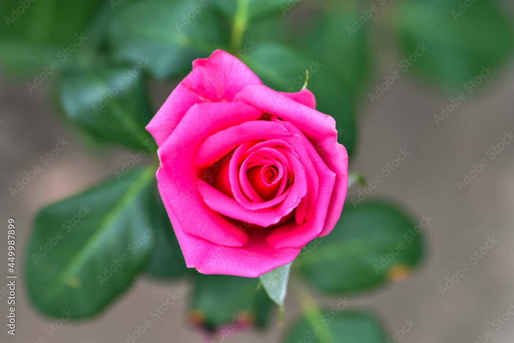 花园里花坛上美丽的粉红色玫瑰