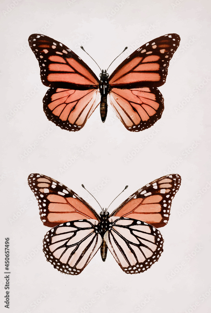 Monarch Butterfly (Danais Archippus) vintage wall art print poster design remix from original artwor
