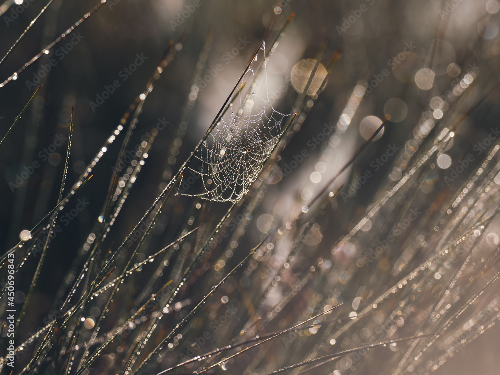 日出时，小草茎上结着露水的小蜘蛛网