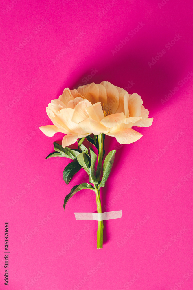 粉色背景上贴着美丽牡丹花的平面布置-最小平面布置概念