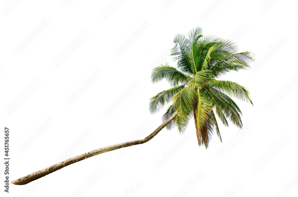 Leaning coconut palm tree isolated on white background.