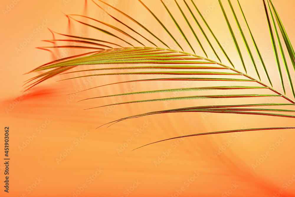 彩色背景上的新鲜热带棕榈叶，特写