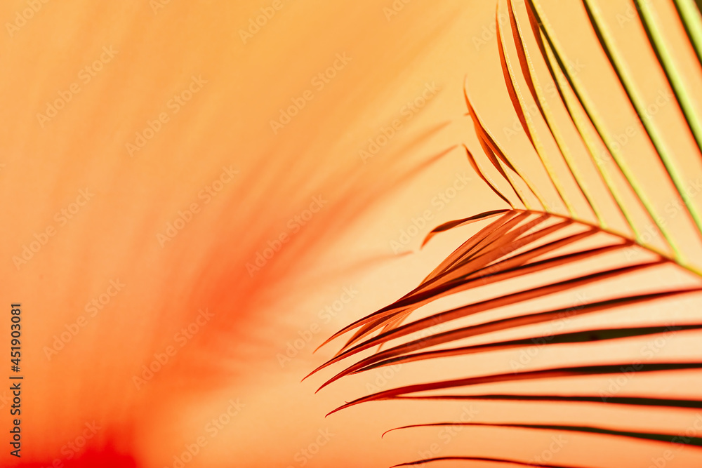 彩色背景上的新鲜热带棕榈叶，特写