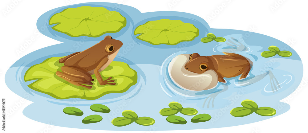 水中荷叶上的两只青蛙