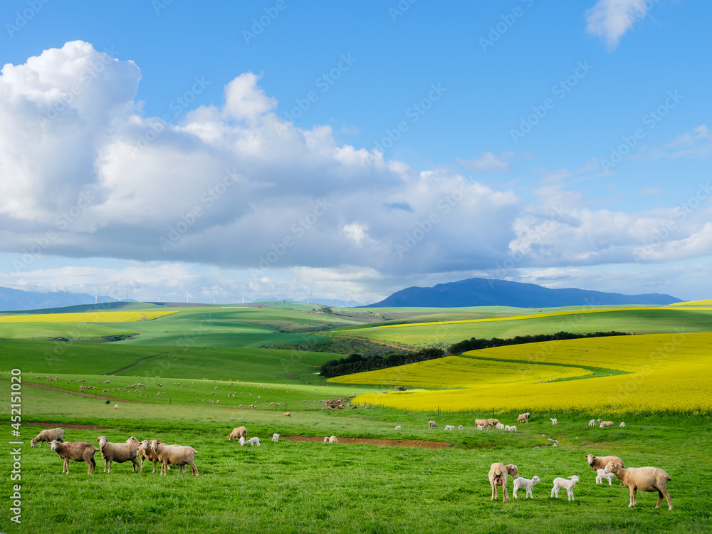 Beautiful rolling hills of canola flowers and farmlands in spring. Sheep graze in the fields with th