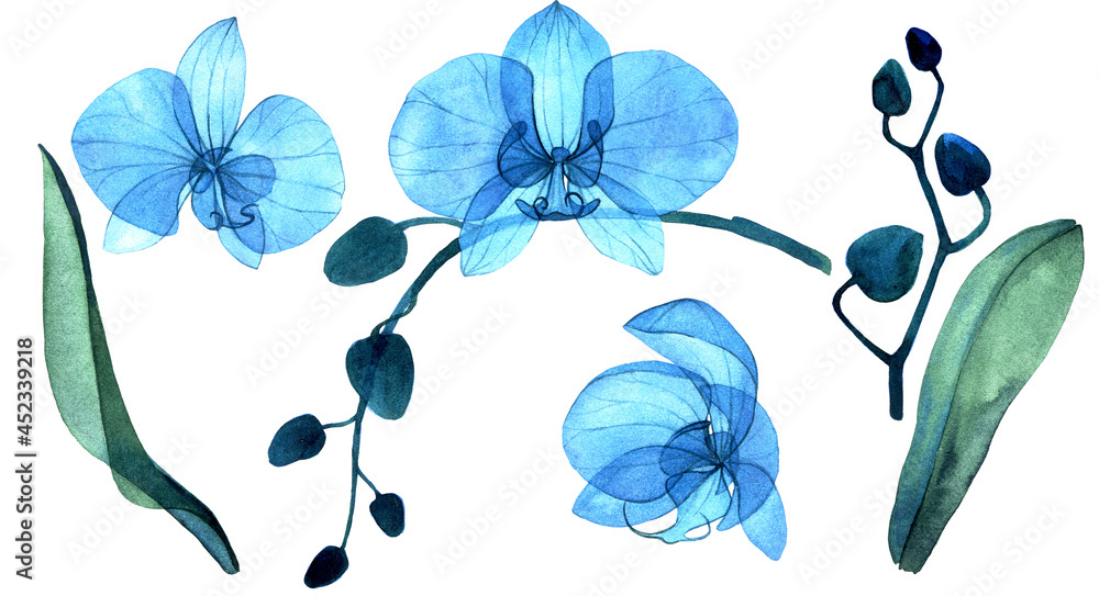 精致的水彩插图。以蓝色透明的蝴蝶兰花朵、花蕾和叶子为背景