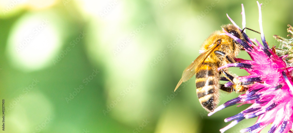 蜜蜂从蓟花中采集花蜜，特写