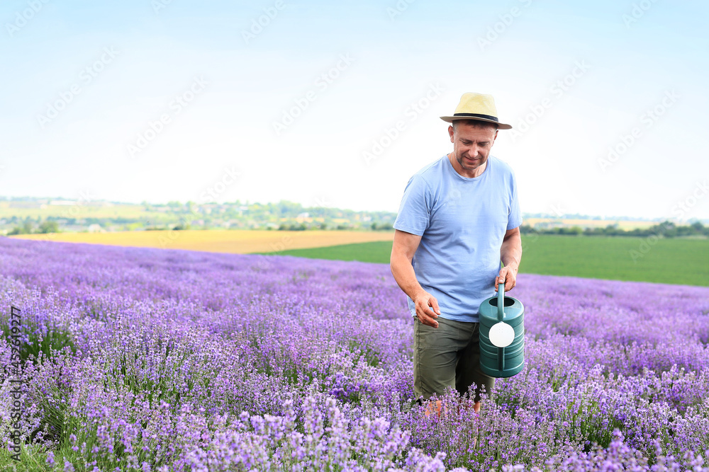 Farmer with watering can in lavender field