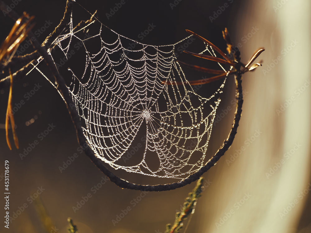 清晨，露水滴落在松枝上的蜘蛛网上