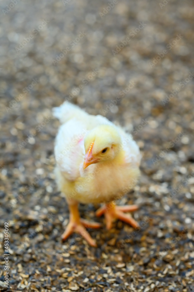 近距离观察在草地上行走的可爱的小鸡。毛茸茸的小鸡在有机地耕作。