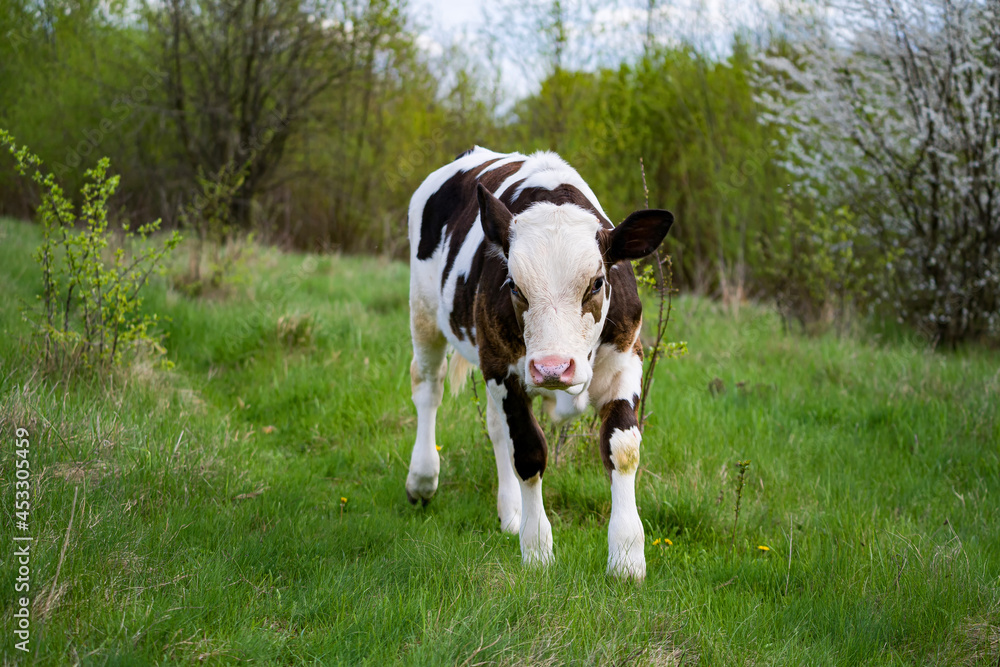 夏季奶牛宝宝放牧景观。有趣的小奶牛在草地上行走。
