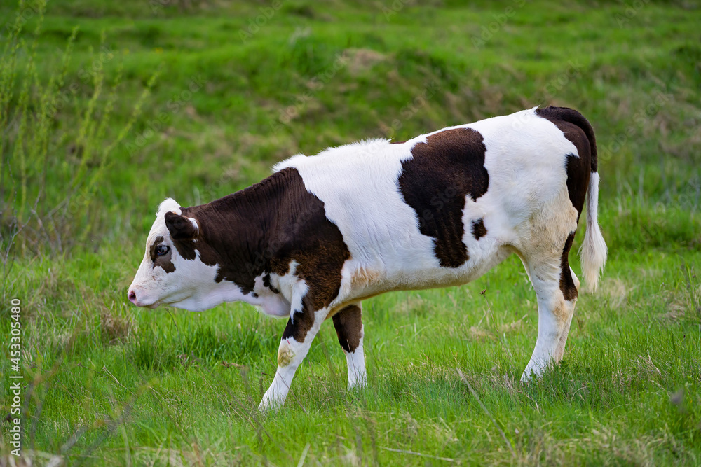 有趣的小母牛在草地上行走。夏季奶牛宝宝放牧的风景。