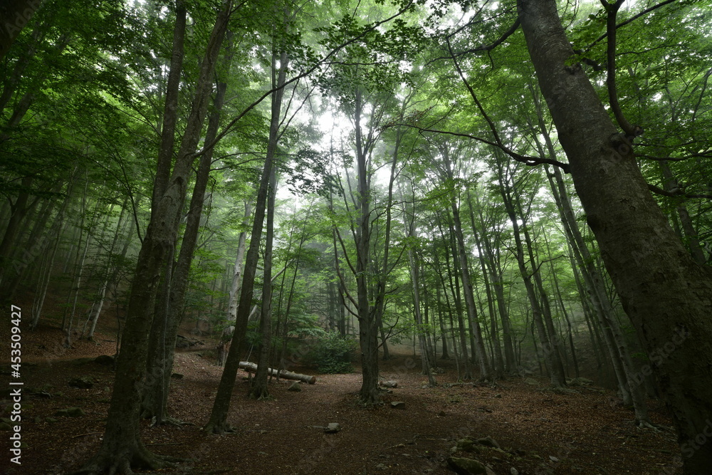 Beech forest in the morning with fog