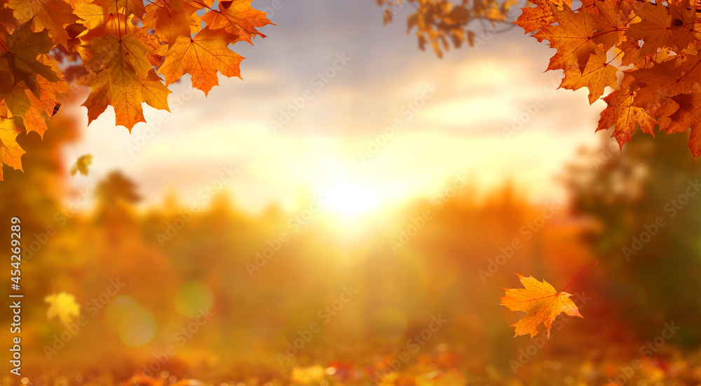 阳光明媚的秋日，公园里有美丽的橙色落叶。地面覆盖着干燥的落叶