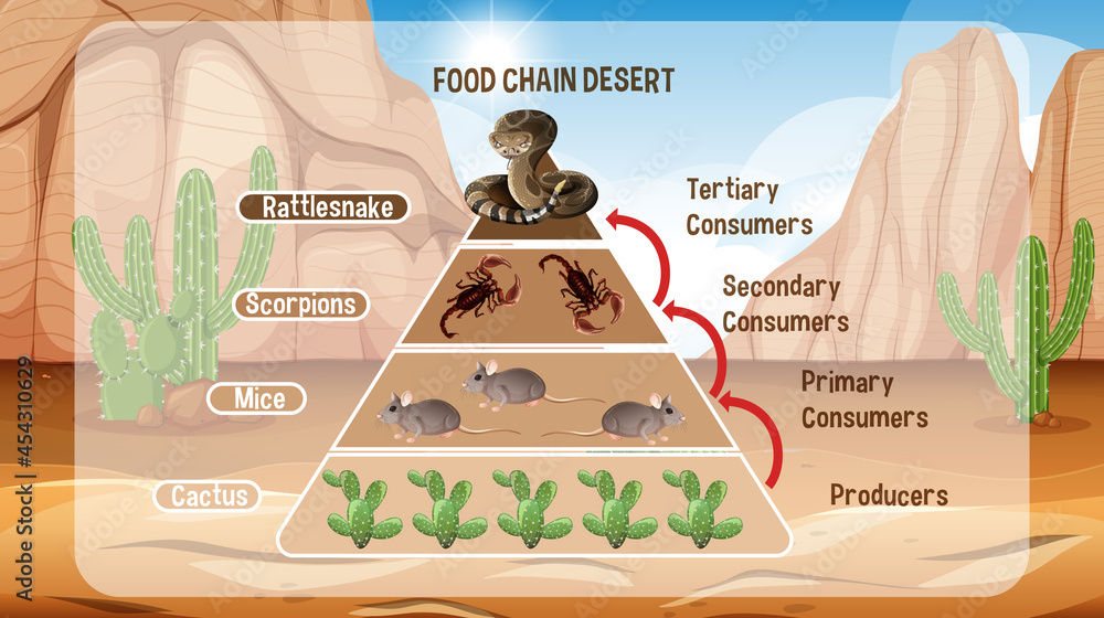 沙漠教育食物链示意图