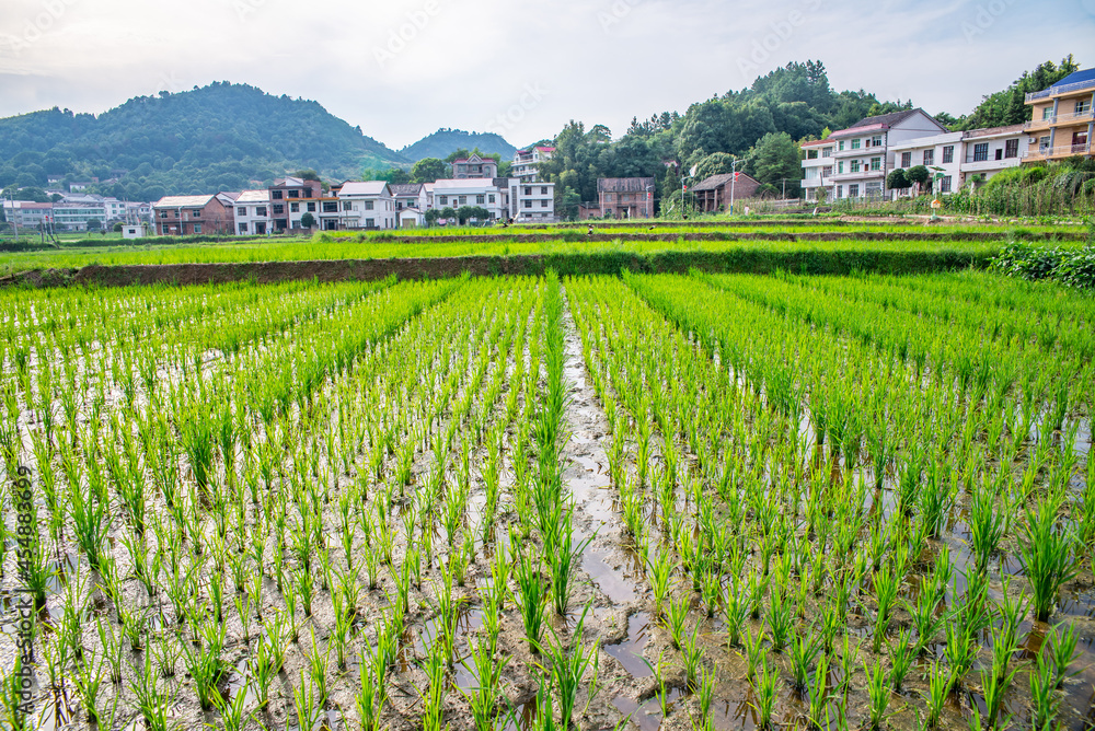 中国湖南农村杂交水稻种子种植