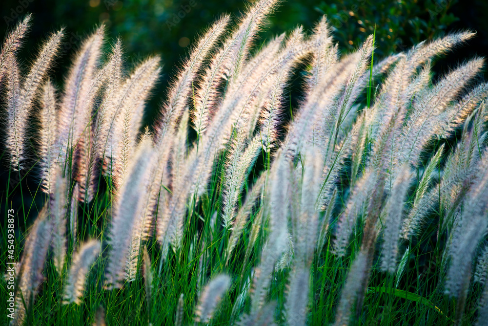 white reeds grass flower