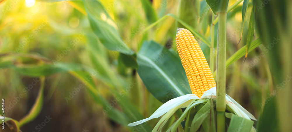 有机玉米地中玉米棒的选择性聚焦图片。