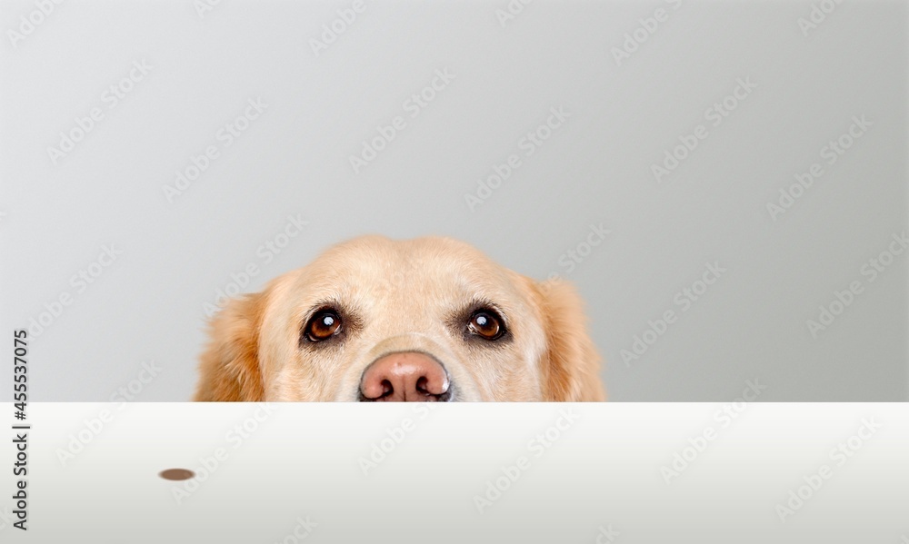 灰色背景下白色桌子下可爱小狗的肖像