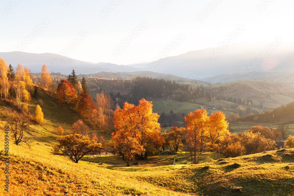 秋山上令人惊叹的景象。黄色和橙色的树木在梦幻般的晨曦中。喀尔巴阡山脉