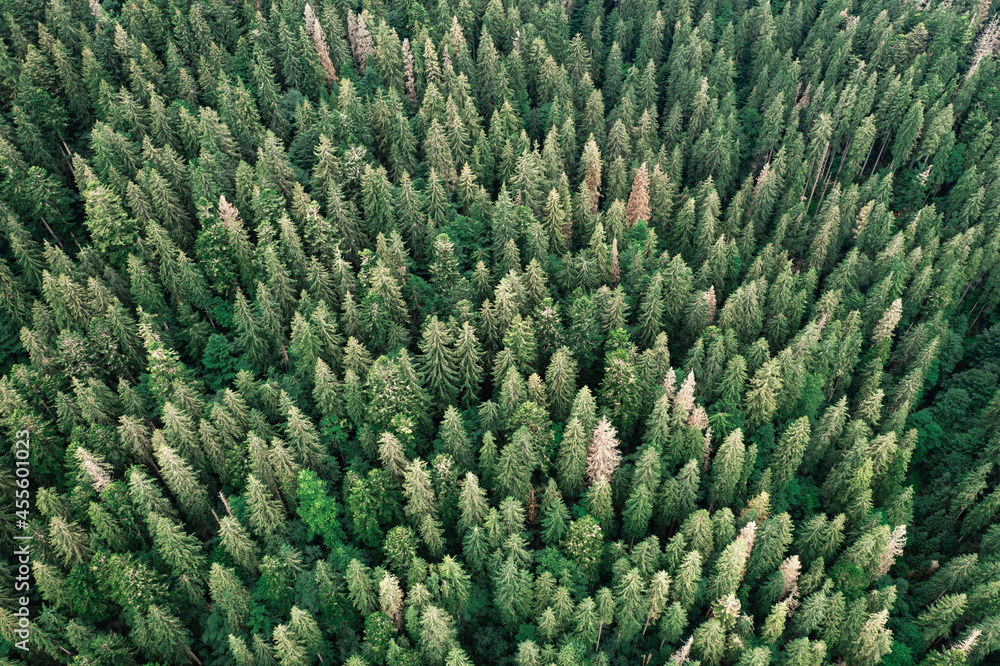 空中无人机俯视图。夏季森林中的绿树。秋季山脉中的晴天