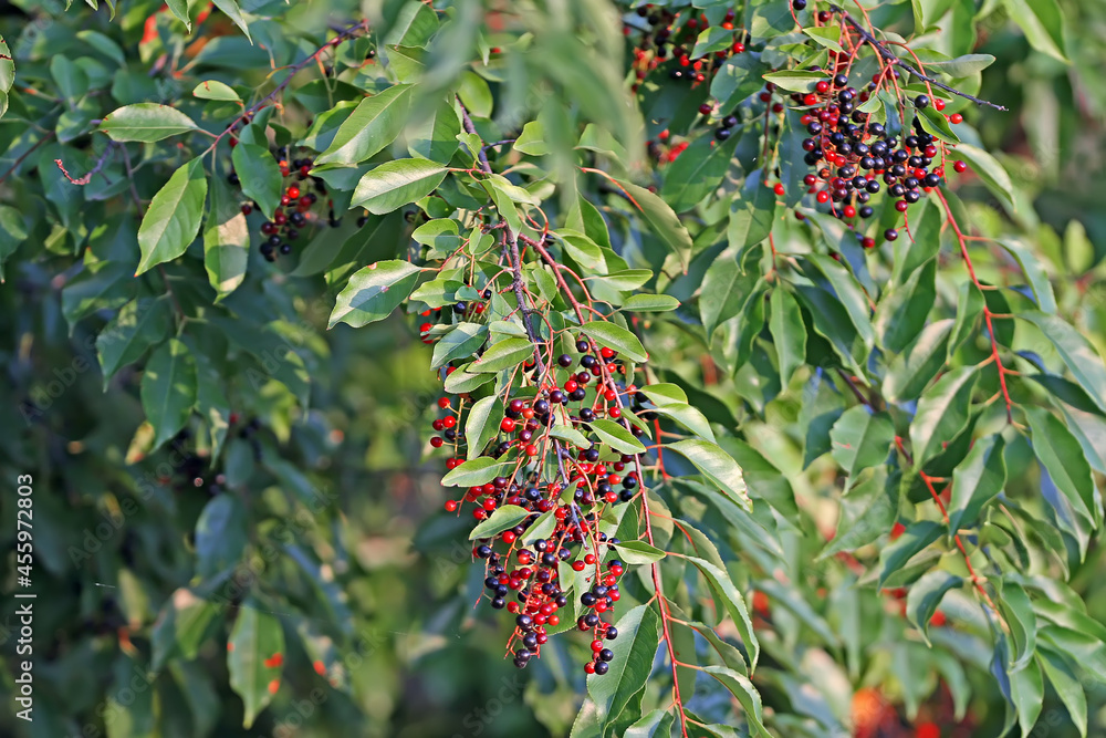 成熟的黑樱桃浆果在树枝上特写。黑果Aronia blackcarpa