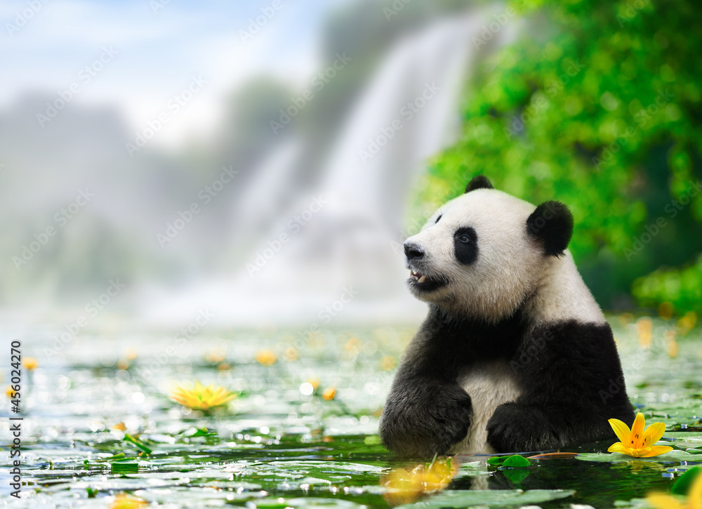 熊猫喜欢在瀑布背景的河里洗澡