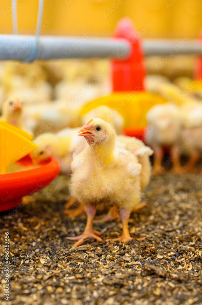 年轻的黄鸡在家禽养殖场奔跑，吃着特殊喂食器里的谷物。Bir