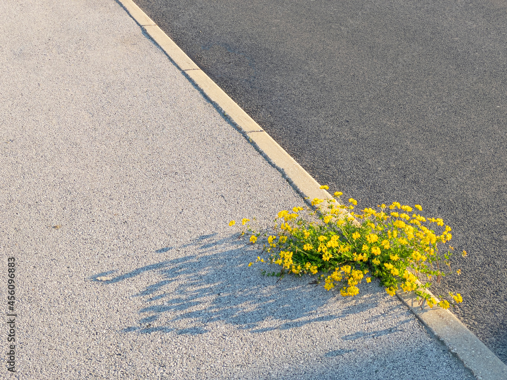 特写：盛开的黄色野花从混凝土路面上发芽。