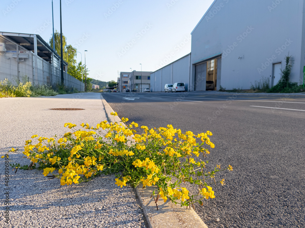 低角度：莲花飞檐生长在满是仓库的地区的路边。