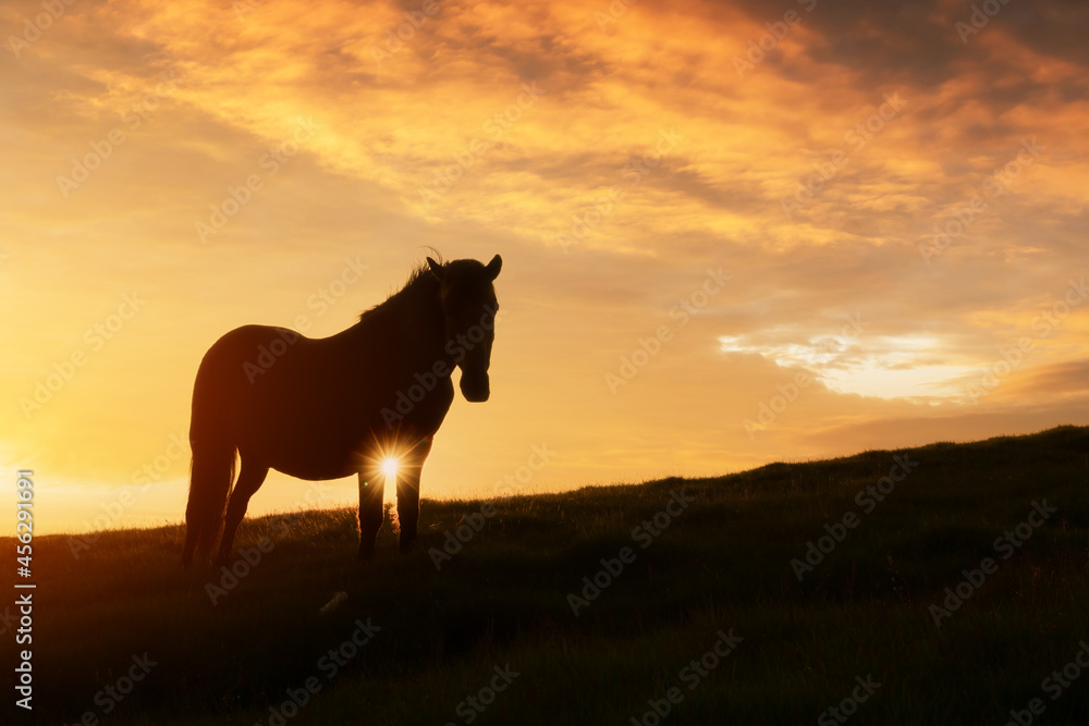 日落时，马在山谷的黄昏草地上。落日余晖照耀着多云的天空。