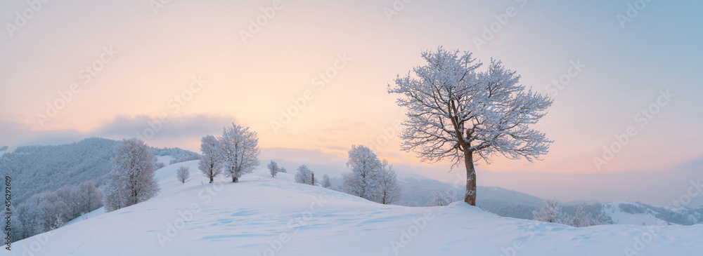 令人惊叹的冬季景观全景，山谷上有一棵孤独的白雪树。粉红色的日出天空g