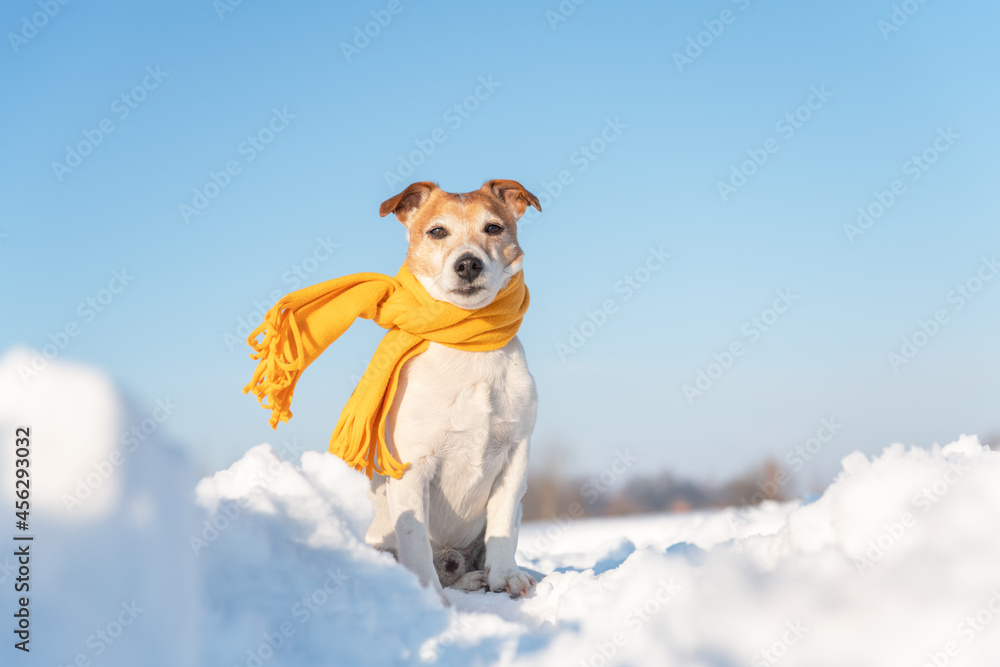 日出时，雪地上一只白色杰克罗素梗小狗，长着时尚的黄色鳞片。圣诞节和圣诞节