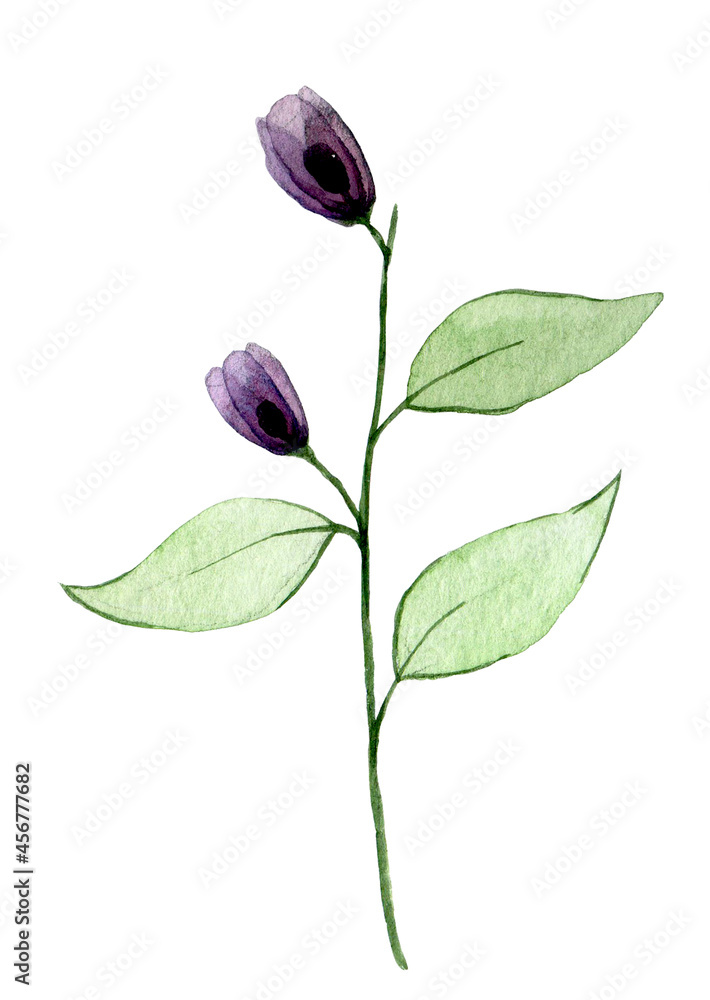 watercolor drawing. transparent wild rose flower. isolated on white background violet, purple transp