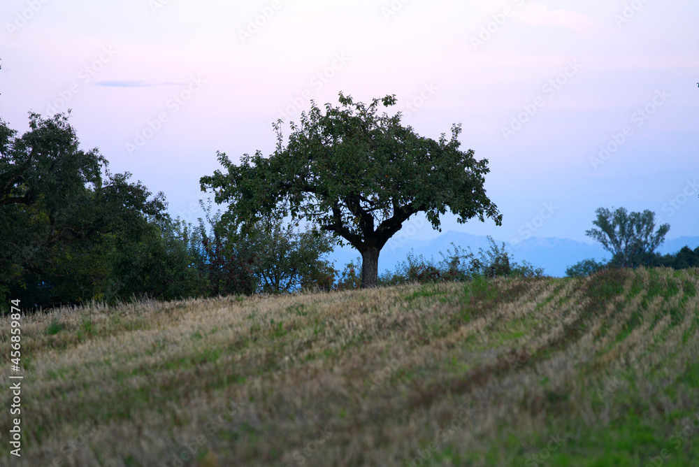 日落时的残茬农田，背景是树木和山脉。照片拍摄于9月