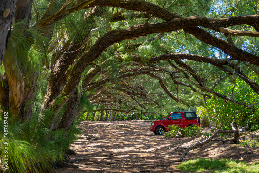 一辆闪闪发光的红色吉普车停在热带树木弯曲的树枝下的树荫下。