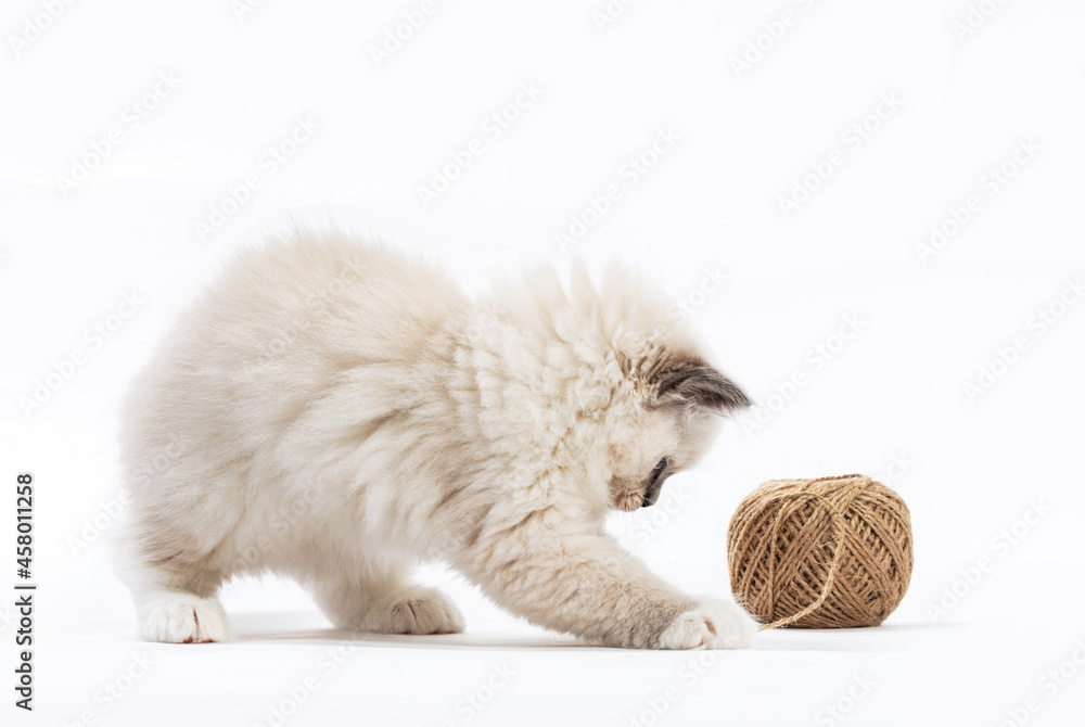 布娃娃猫小猫玩棉纱。隔离