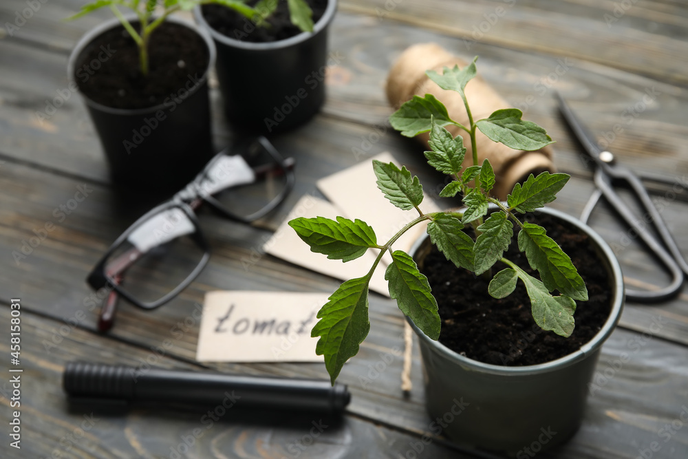 Plant seedling in pot on dark wooden background