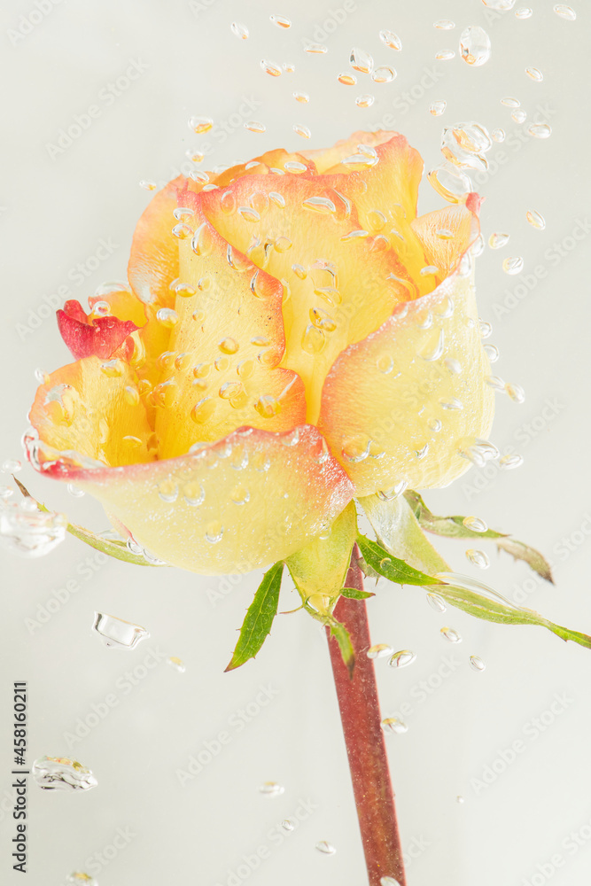 带气泡的黄玫瑰花