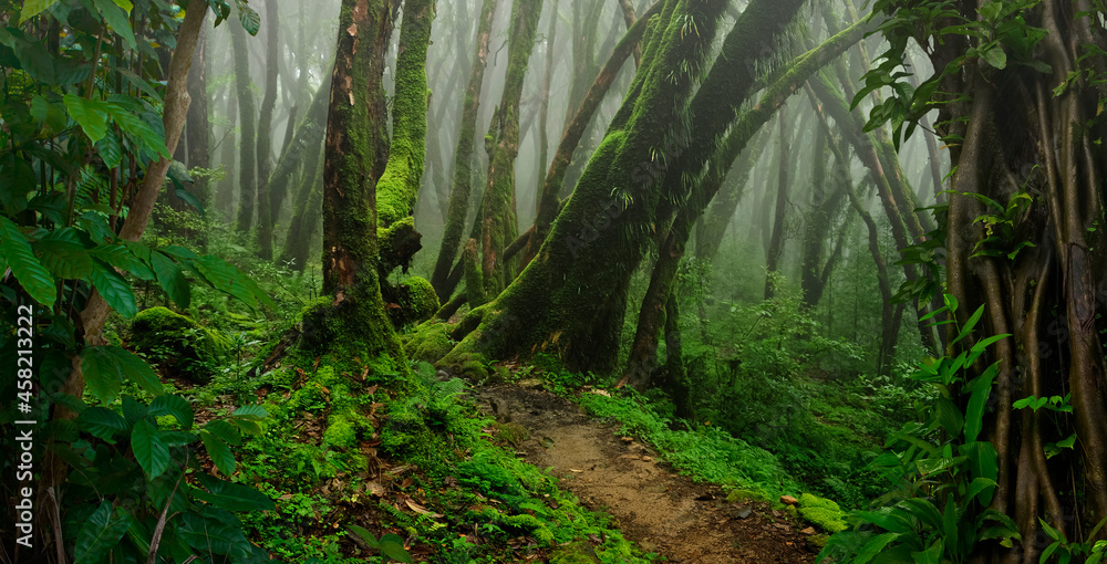 东南亚有雾的热带丛林