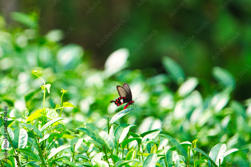 一只蝴蝶停在茶叶上。它有红色的身体和黑白相间的翅膀。M，碧湖山茶园