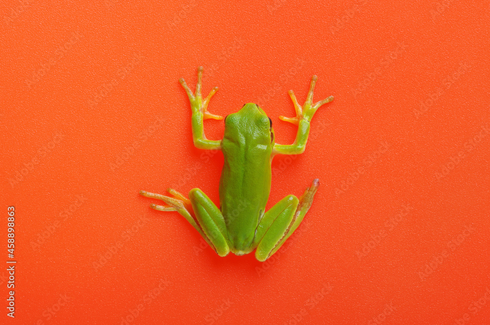 红色隔离的绿色树蛙