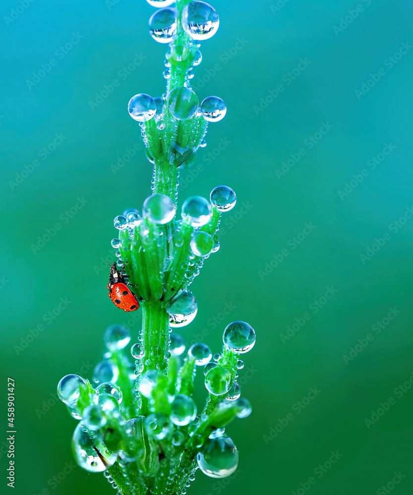 Beautiful macro image of scene in nature - ladybug crawling up green plant, shoots of which covered 