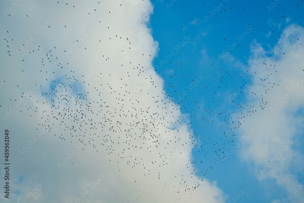 牛白鹭向南迁徙，成群的鸟在山上飞翔。