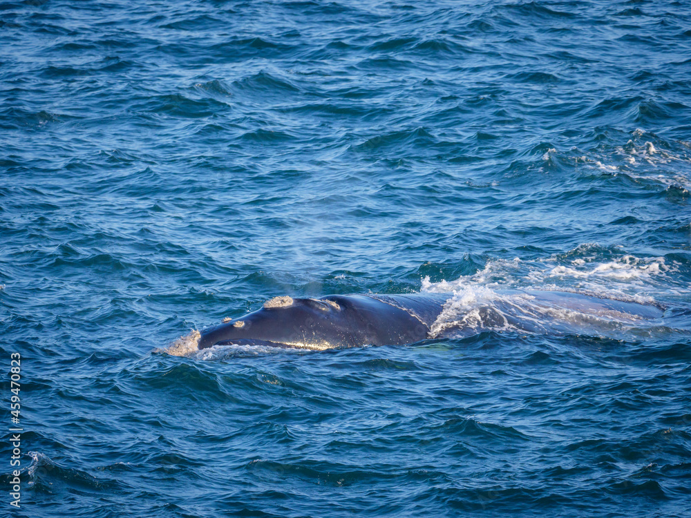 南露脊鲸（Eubalaena australis）。赫尔曼努斯。鲸鱼海岸。奥弗伯格。西开普省。南非